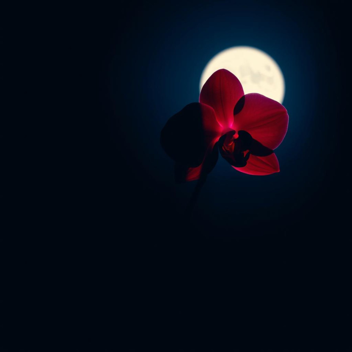 Red Orchid cover
